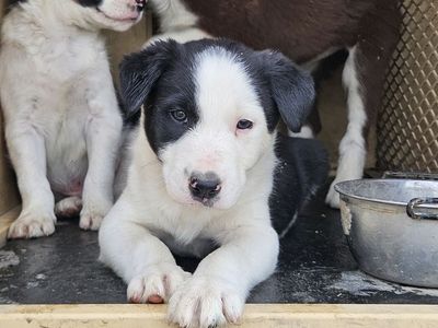 Registered border collie puppies