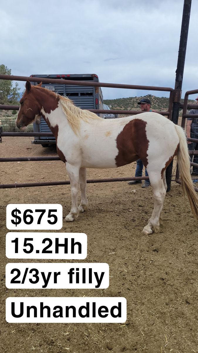3 yr old filly
