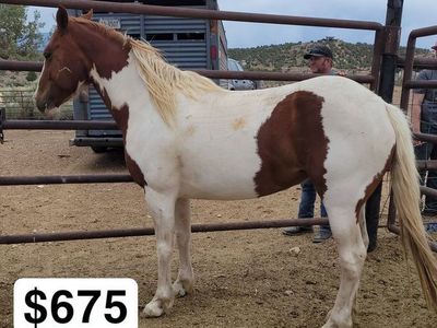 3 yr old filly