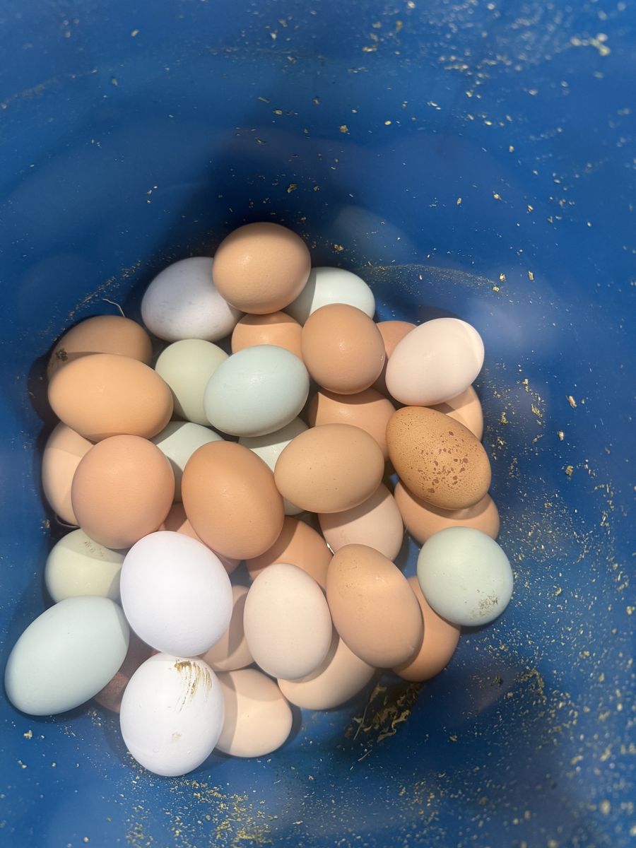 Organic Eggs And Fertilized