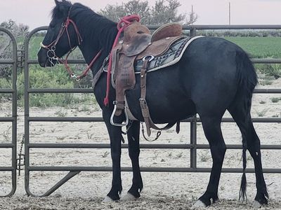 Seal black beautiful blm mustang mare in training.