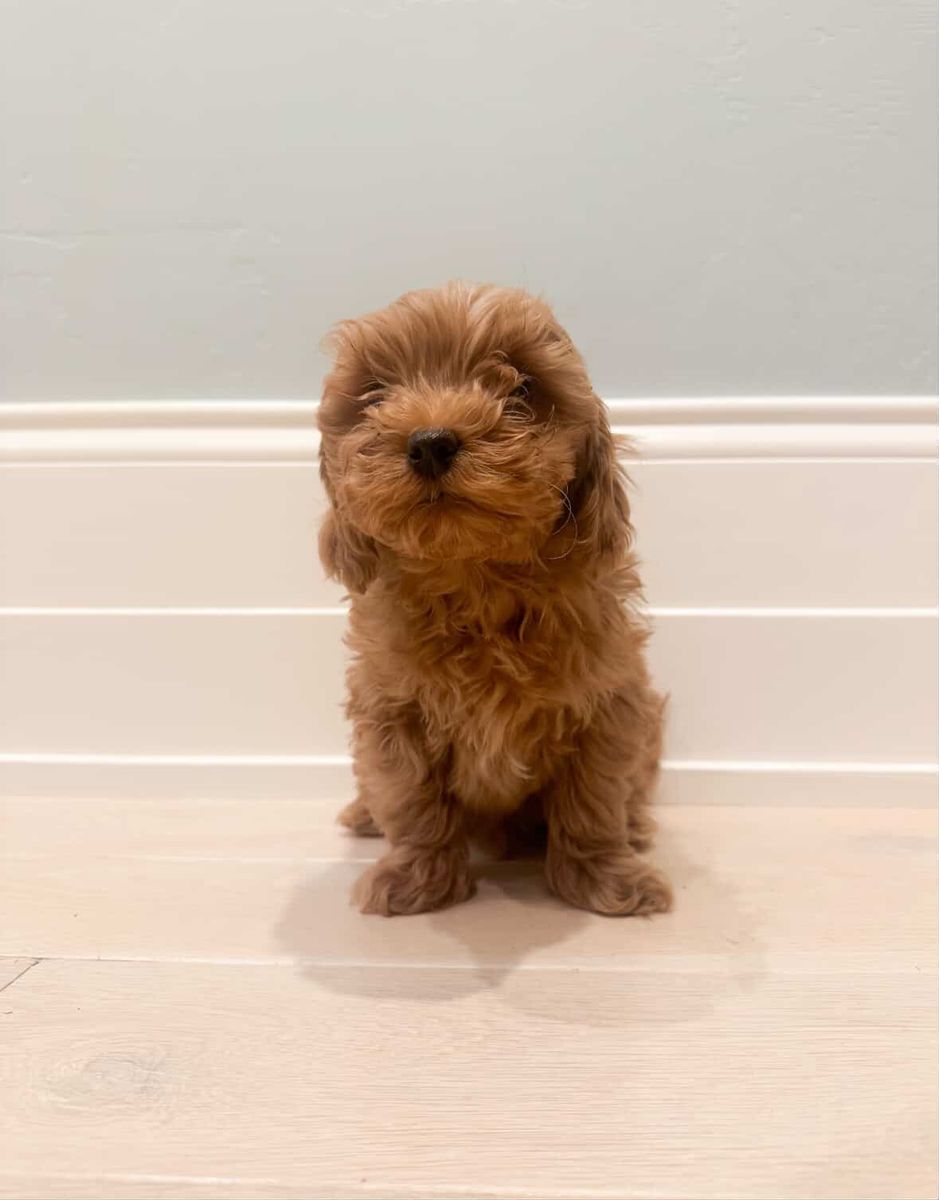 F1b Micro Cavapoos!!