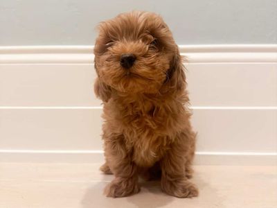 F1b Micro Cavapoos!!