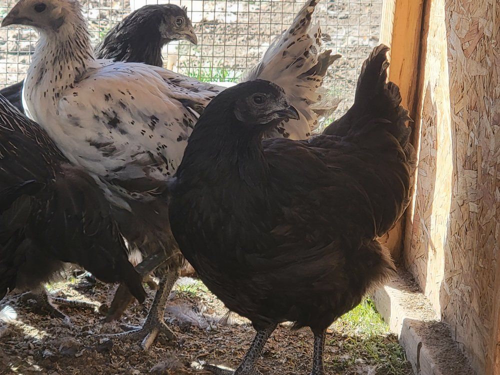 Ayem cemani pullets