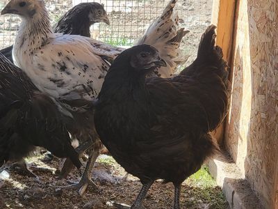 Ayem cemani pullets