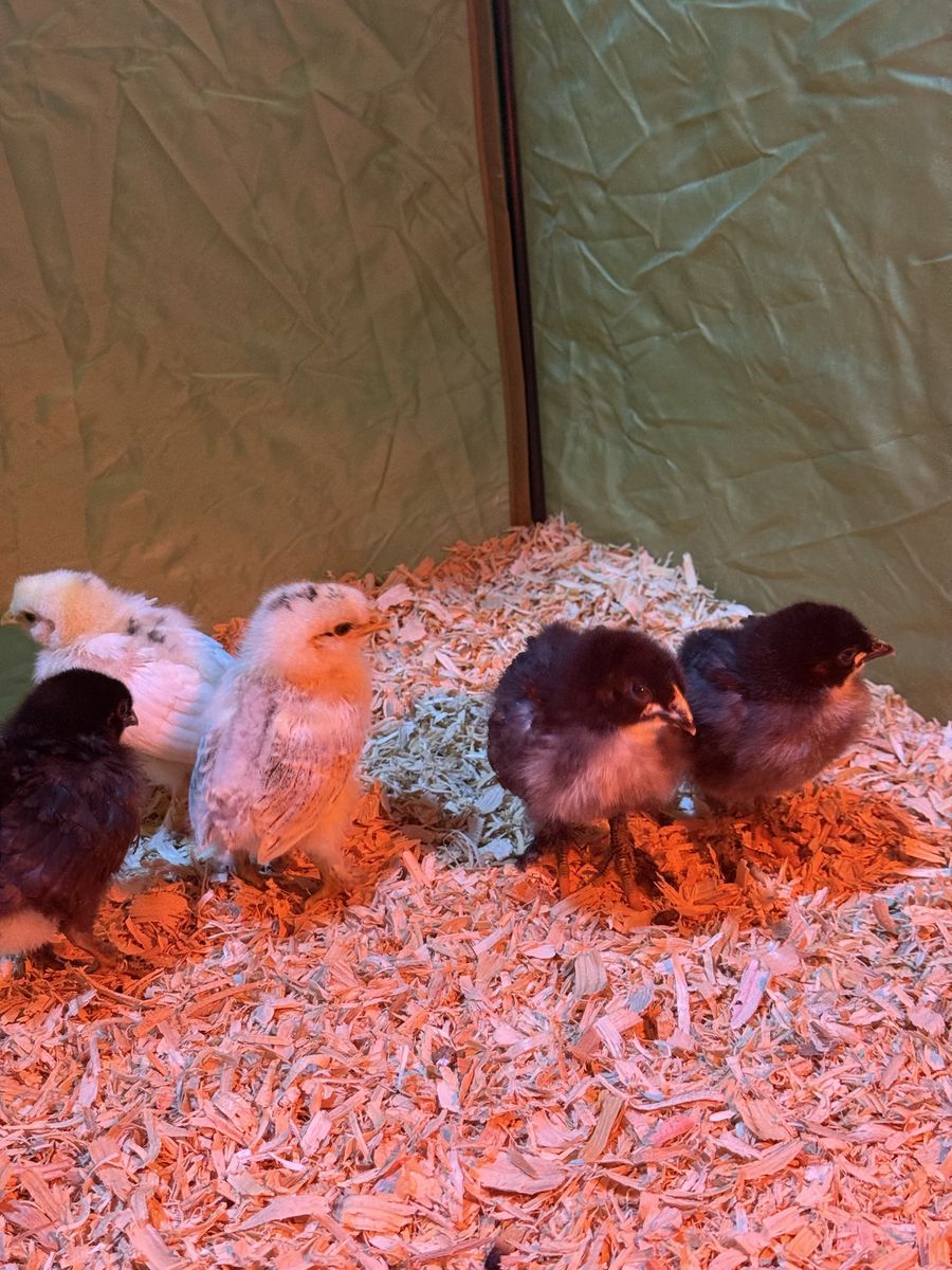 Colorful Egg Basket Chicks