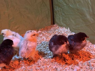 Colorful Egg Basket Chicks