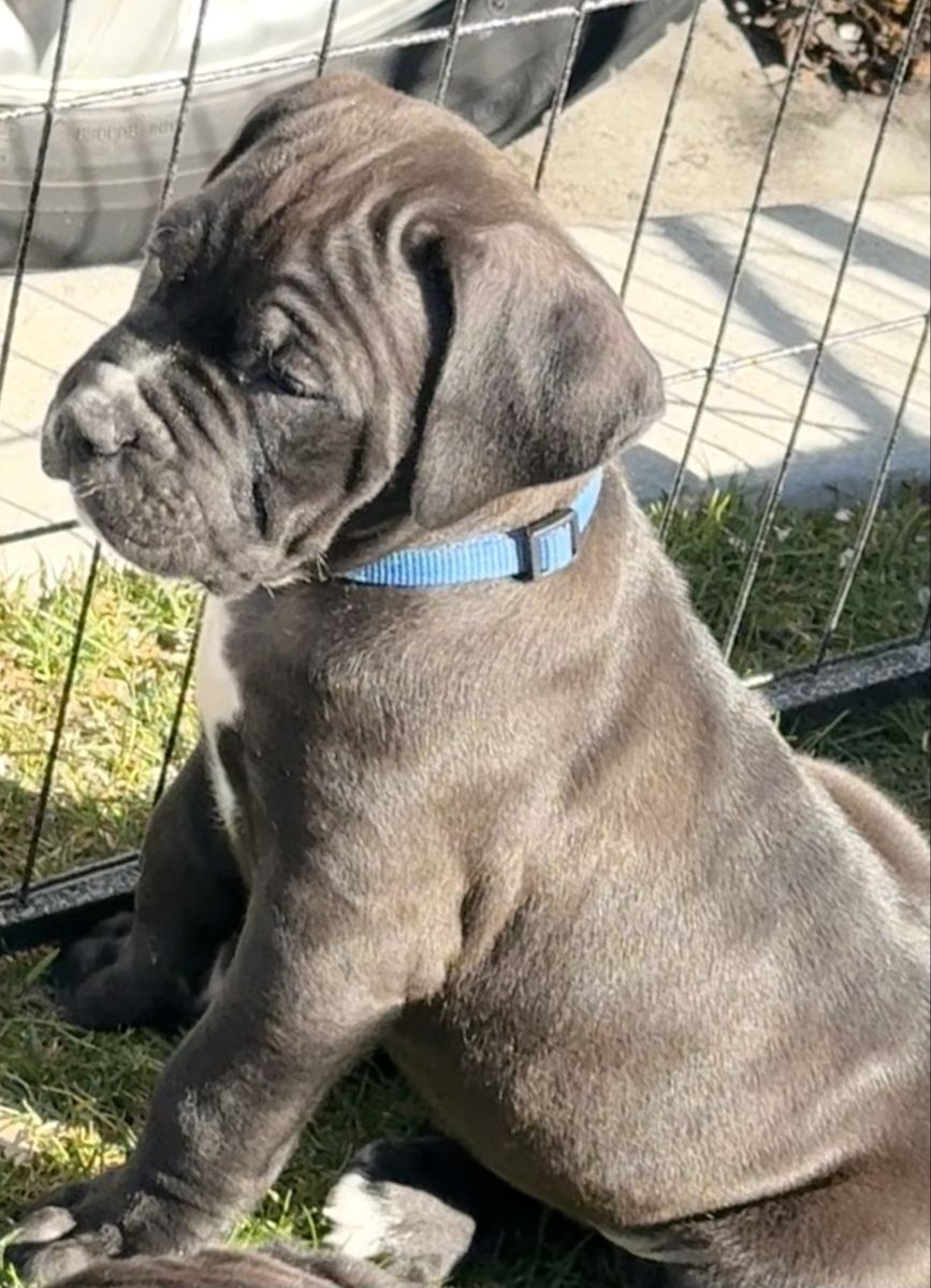 Cane Corso puppies with ICCF registration