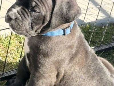 Cane Corso puppies with ICCF registration