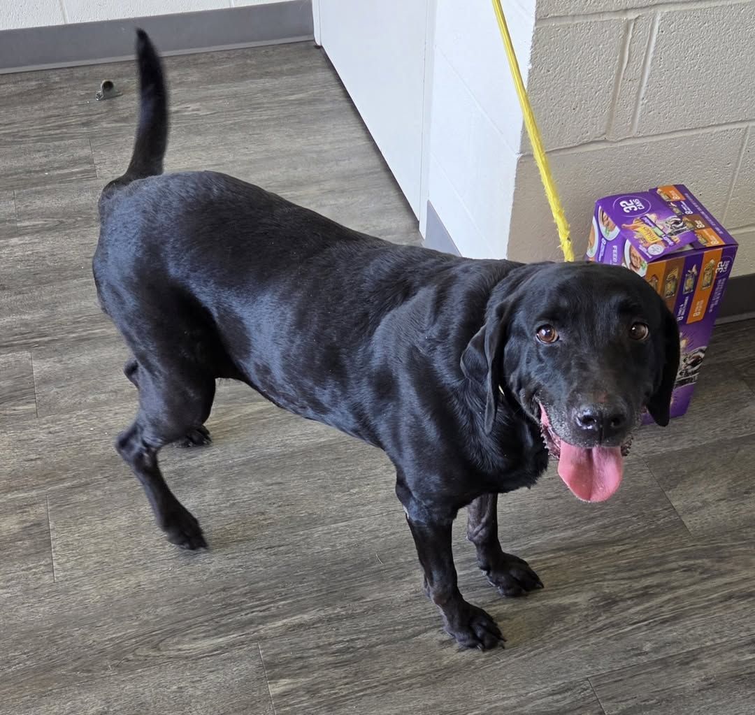 FOUND DOG: Help Us Reunite with Owner! Brigham City Animal Shelter