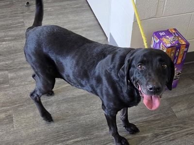 FOUND DOG: Help Us Reunite with Owner! Brigham City Animal Shelter