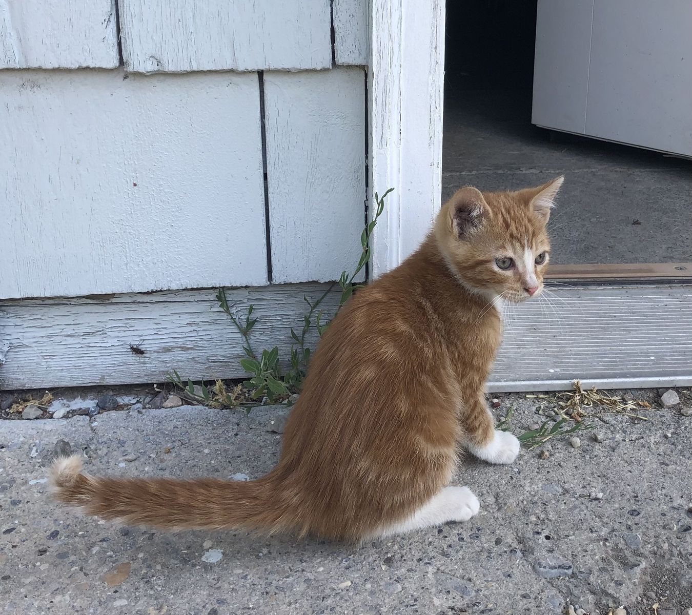 Kittens