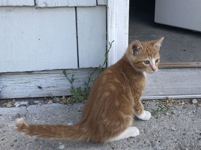 Kittens