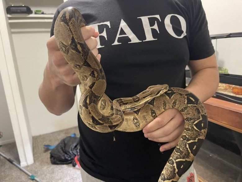 Kubchs Pastel 100% Het Kahl %50 Het Anery 1