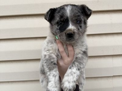 Australian Shepherd Blue Heeler Mix Puppies