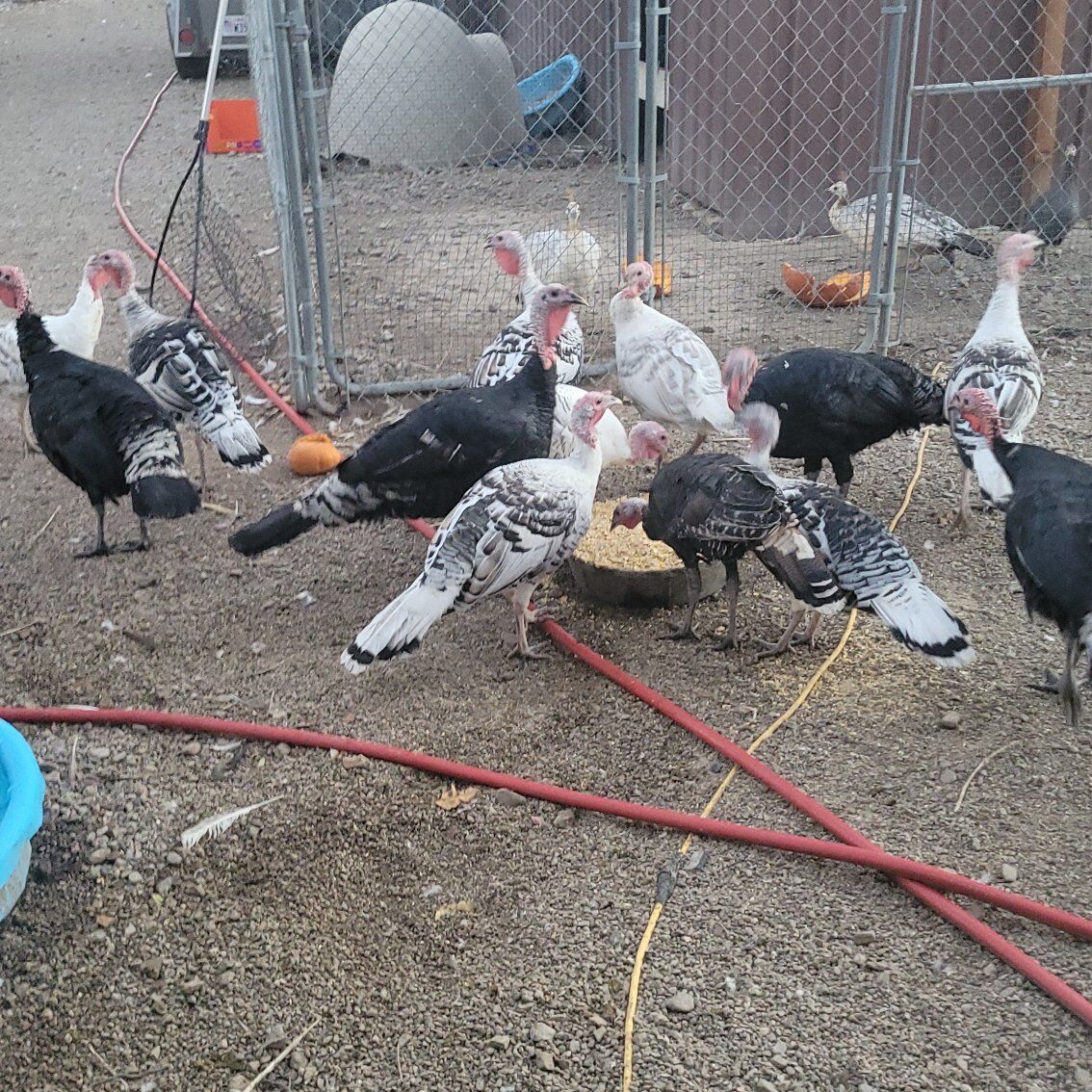 turkeys for sale