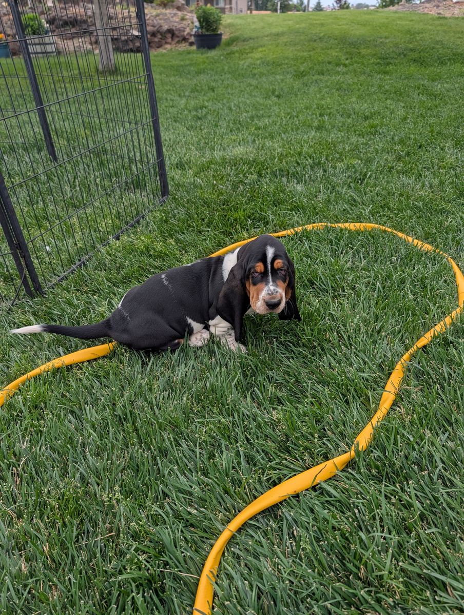 Euro Basset hound puppies