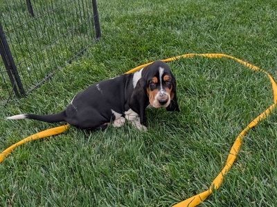 Euro Basset hound puppies
