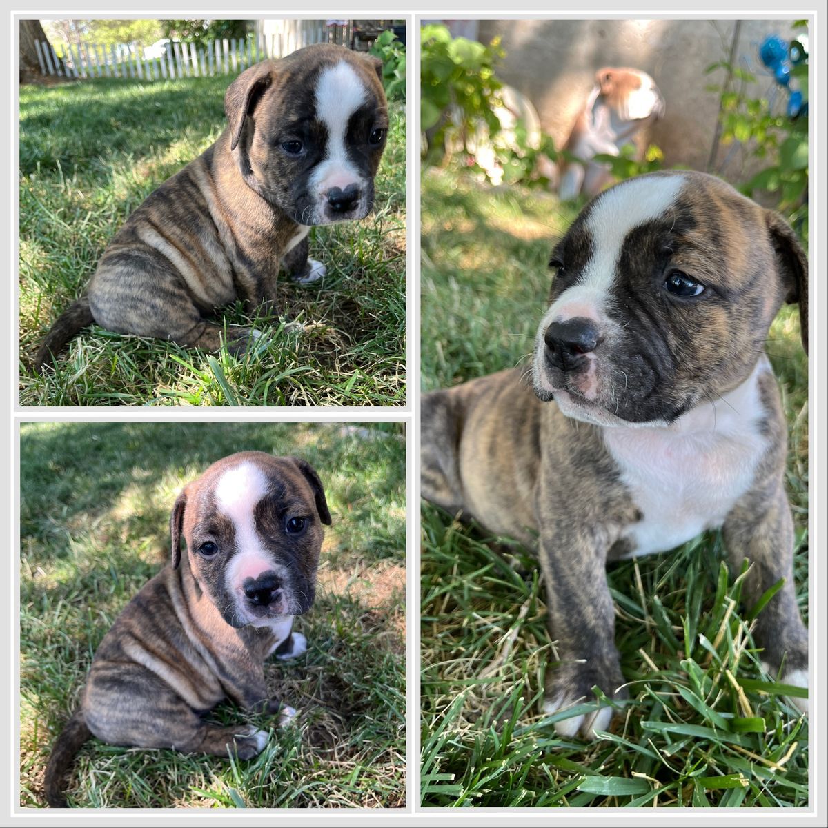 American Bulldog Olde English Bulldog mixed puppies
