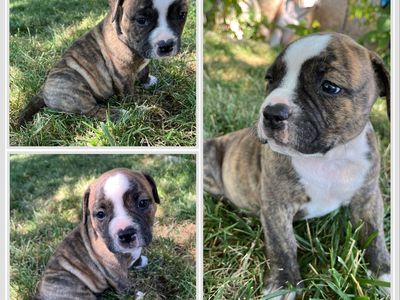 American Bulldog Olde English Bulldog mixed puppies