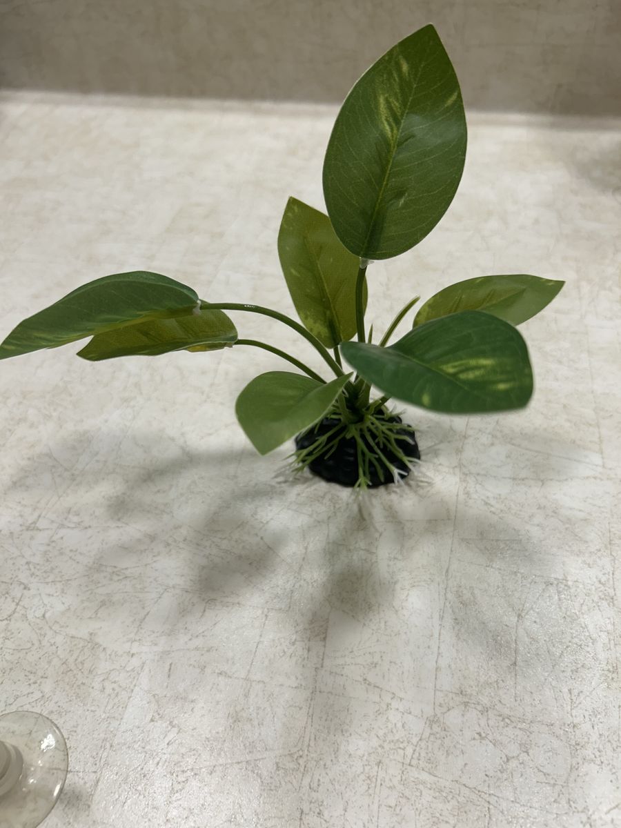 Three aquarium plants