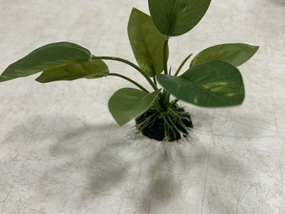 Three aquarium plants