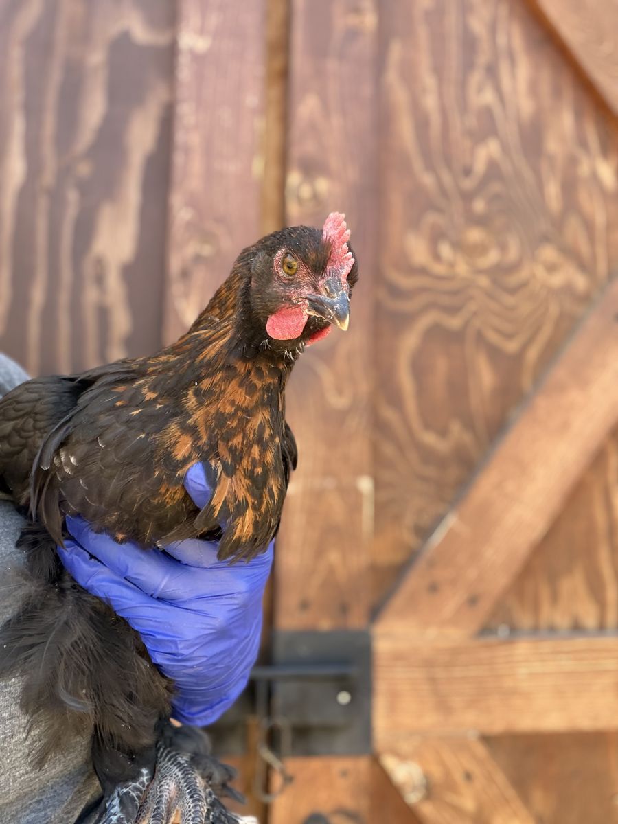 Black Copper Marans Cockerels