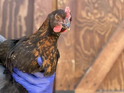 Black Copper Marans Cockerels