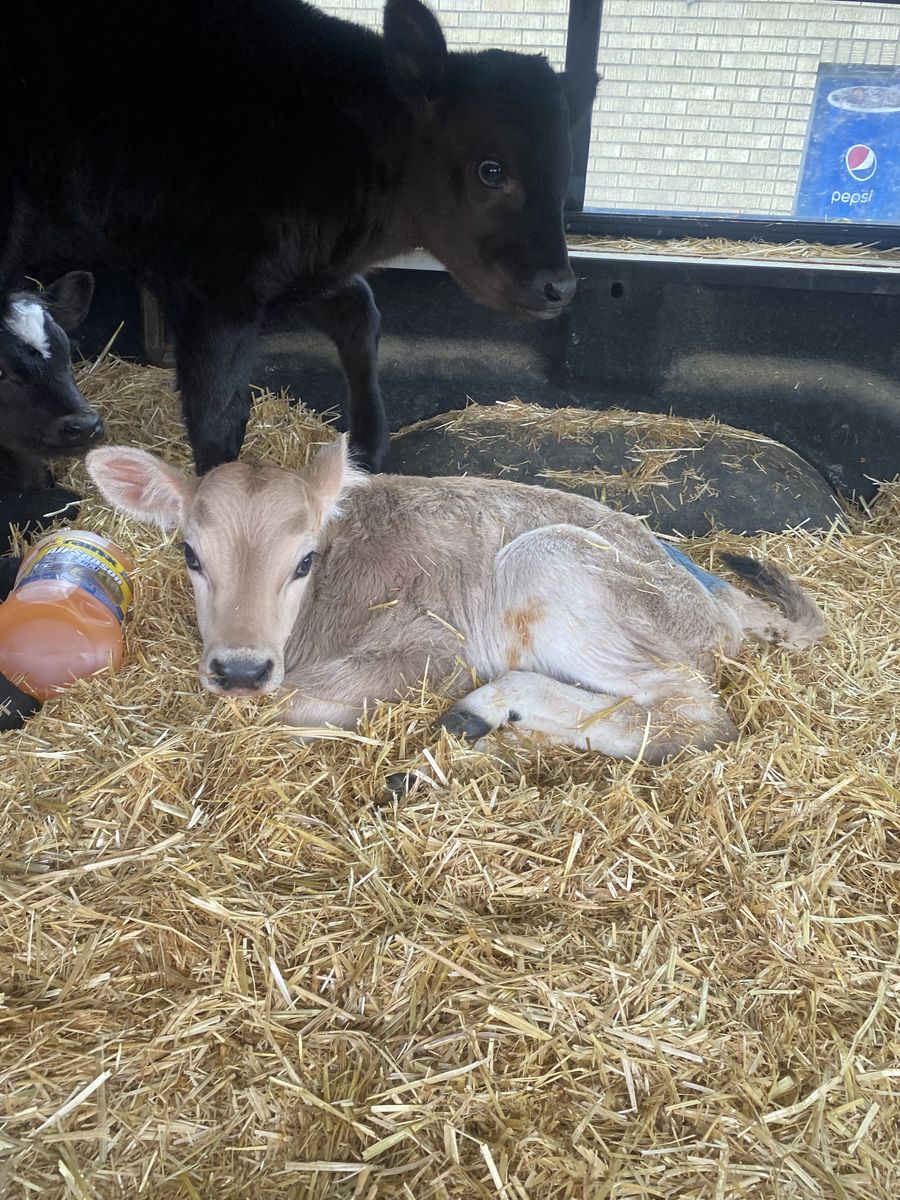 Bottle Bull Calf Calves