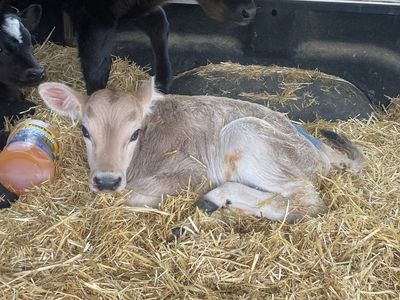 Bottle Bull Calf Calves