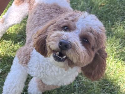 AKC Mini Poodle