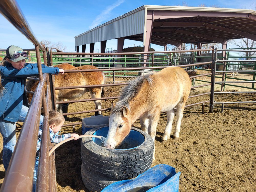 Halflinger Brabant 2025 Colts