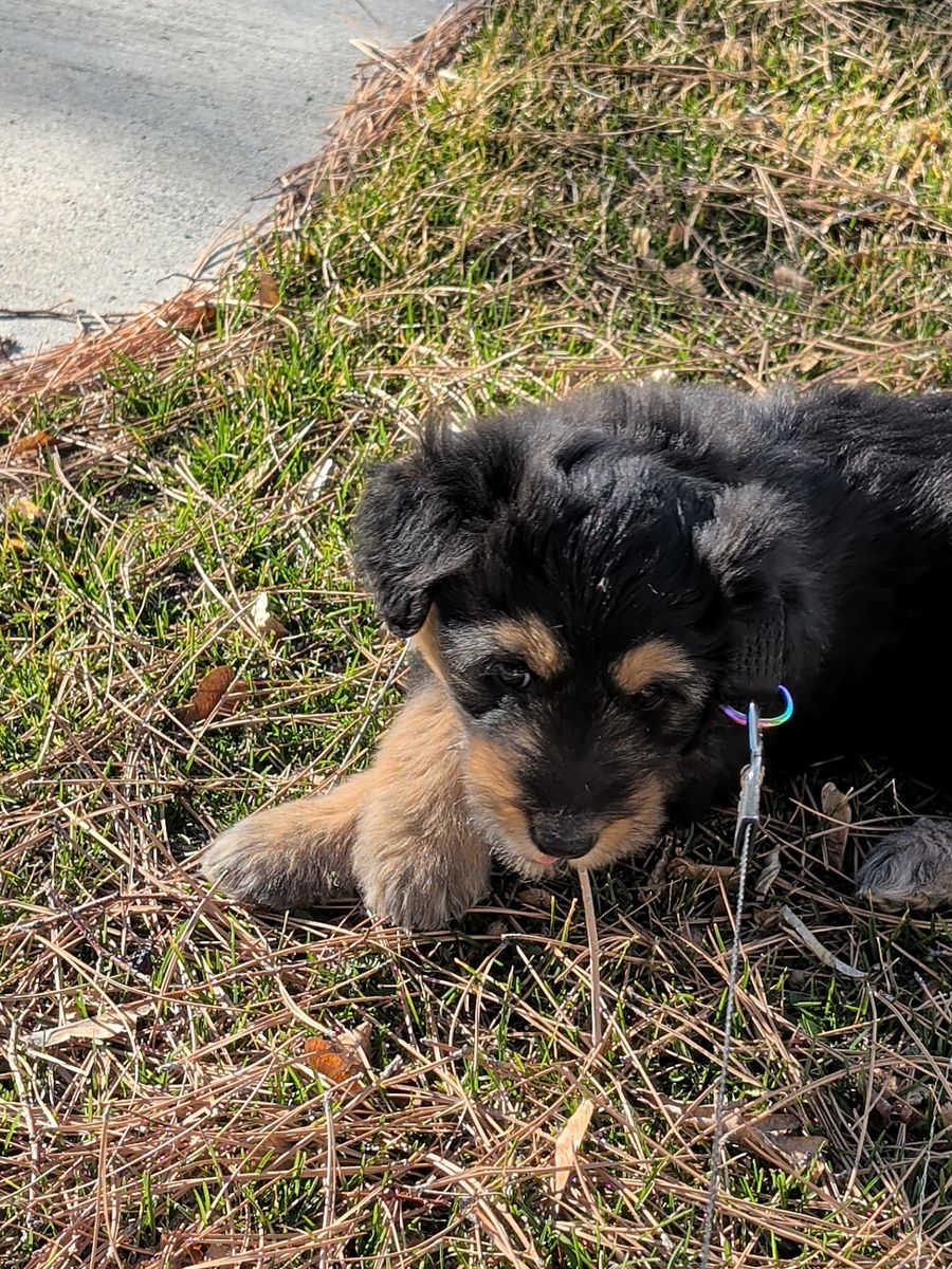 Sweet Puppy for Rehoming - $250