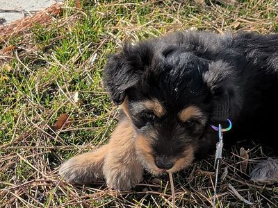 Sweet Puppy for Rehoming - $250