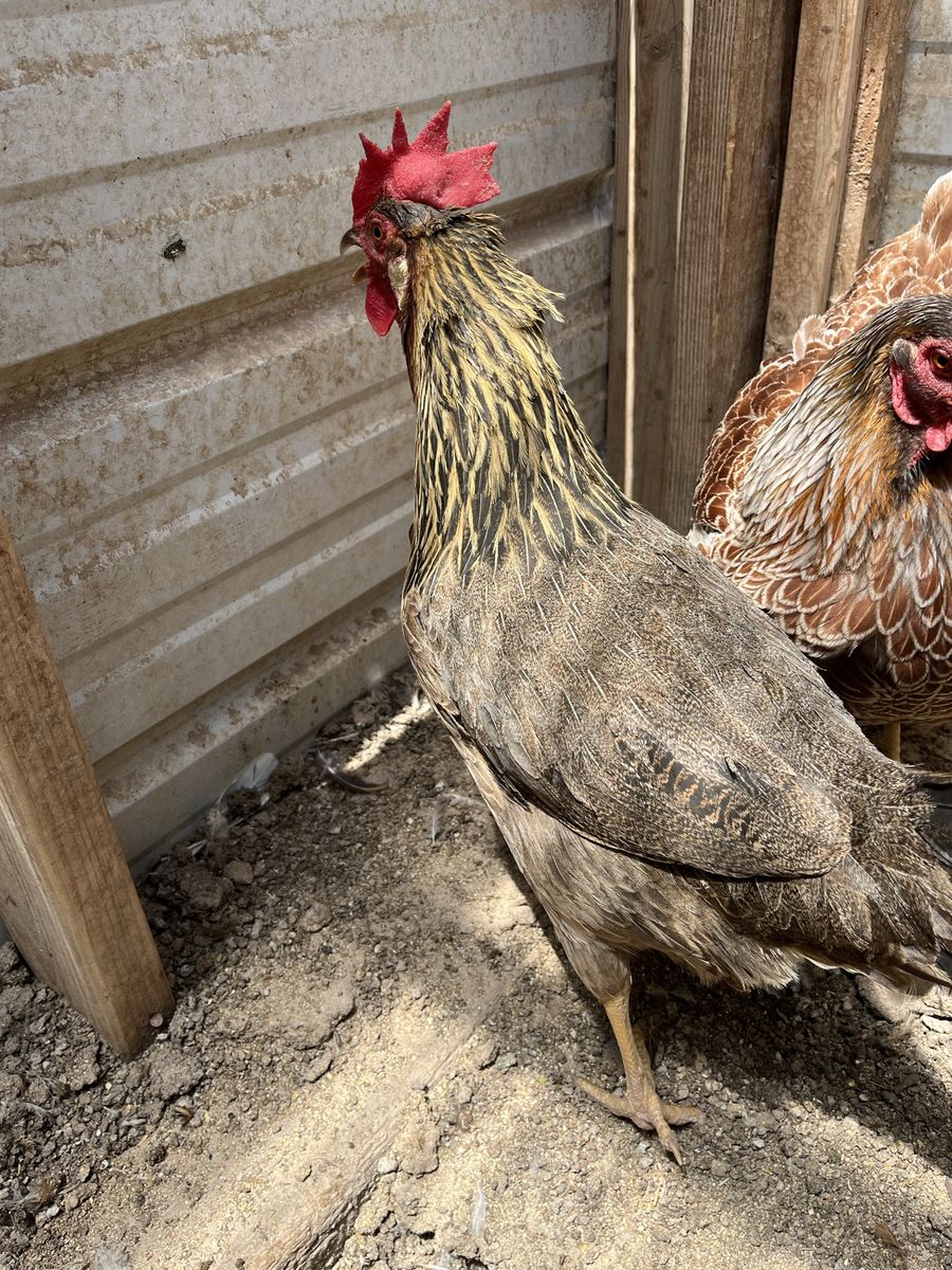 Brown Leghorn Hen