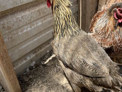 Brown Leghorn Hen