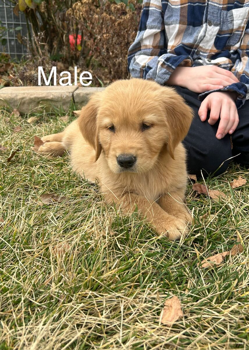 AKC Golden Retriever Puppies
