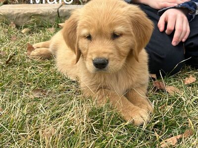 AKC Golden Retriever Puppies