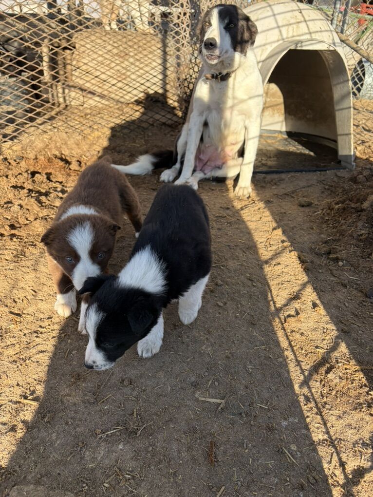Border Collie Pups
