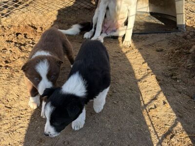 Border Collie Pups
