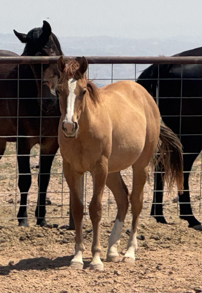 2025 AQHA Red Dun Filly
