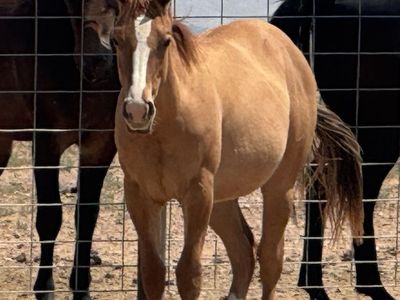 2025 AQHA Red Dun Filly
