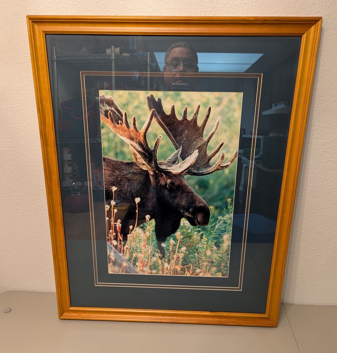 giclée print of a bull moose by wildlife photographer gary crandall titled "Moose Monarch"
