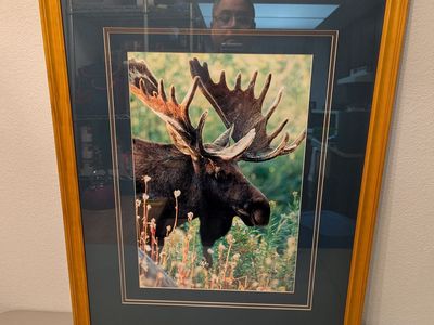 giclée print of a bull moose by wildlife photographer gary crandall titled "Moose Monarch"