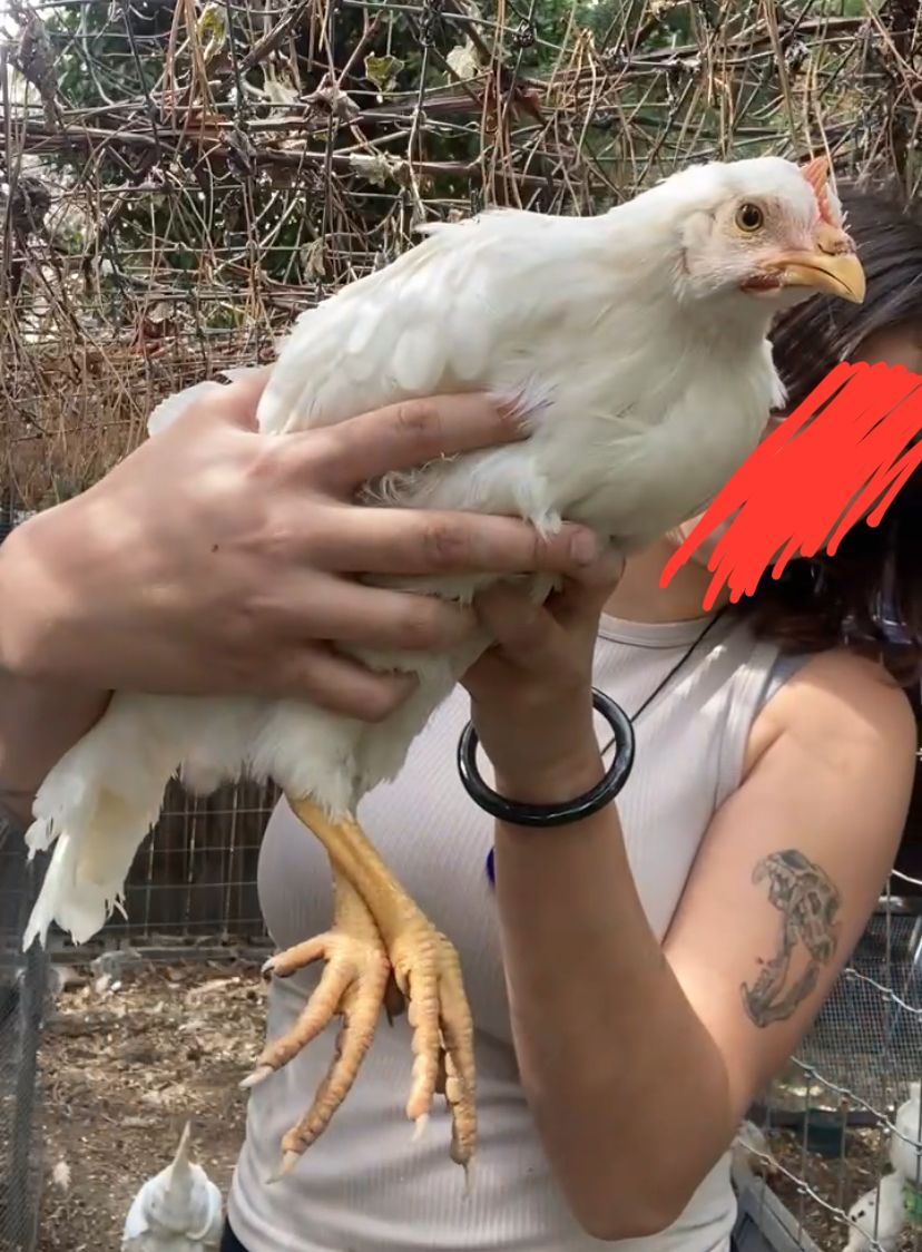 Purebred White Leghorns--Coop Ready Pullets