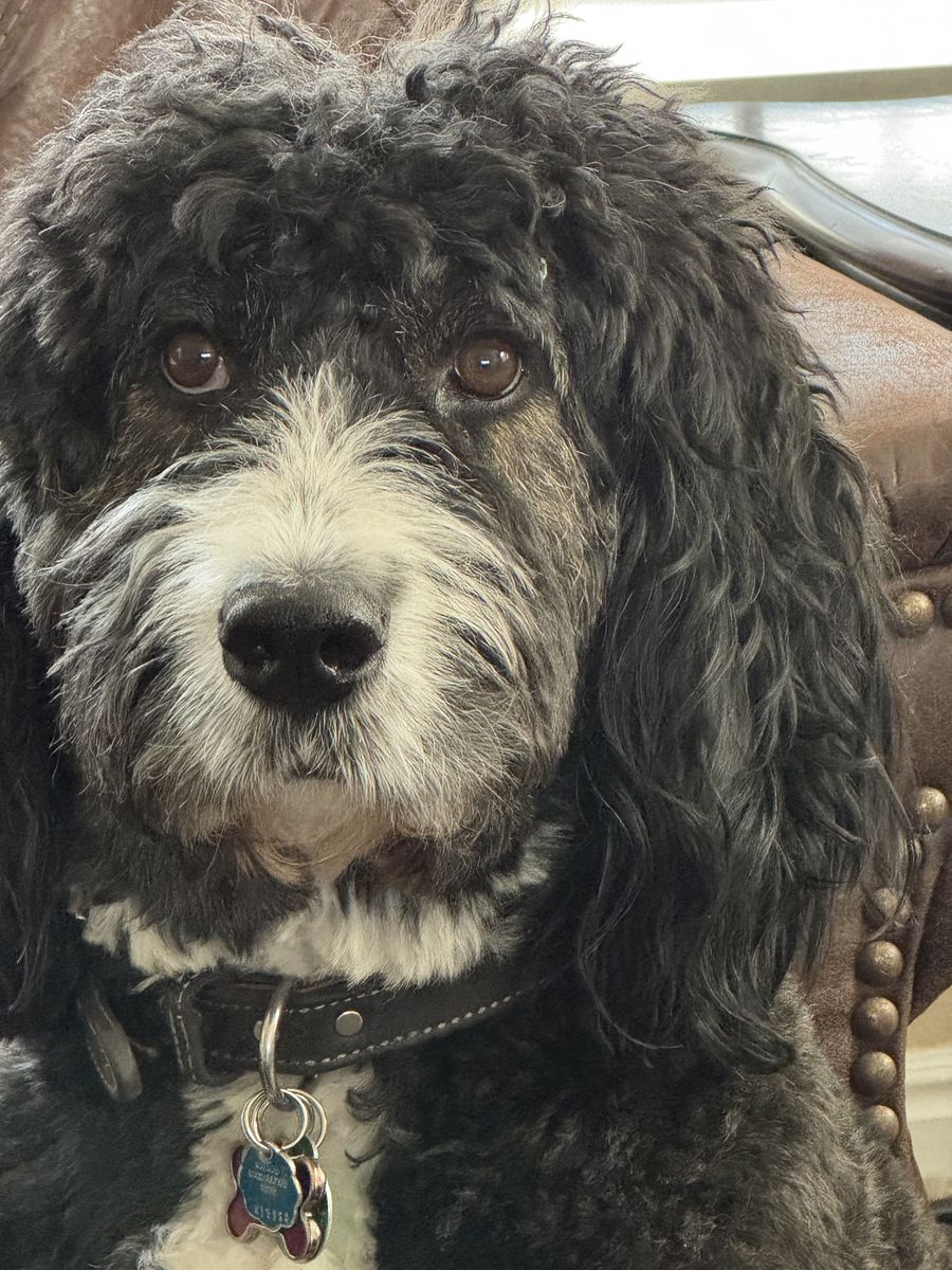 Bernedoodle