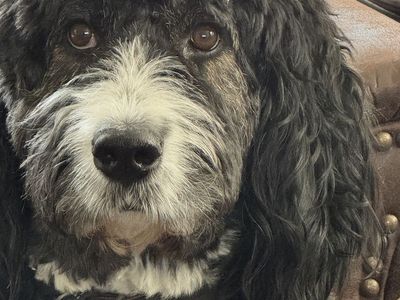 Bernedoodle