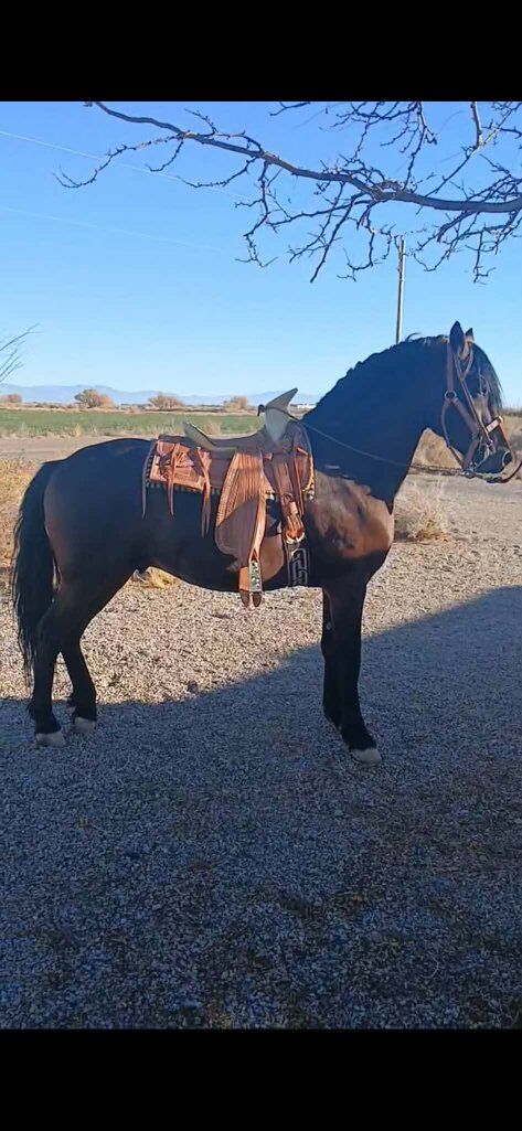 cuafriesian stud colt