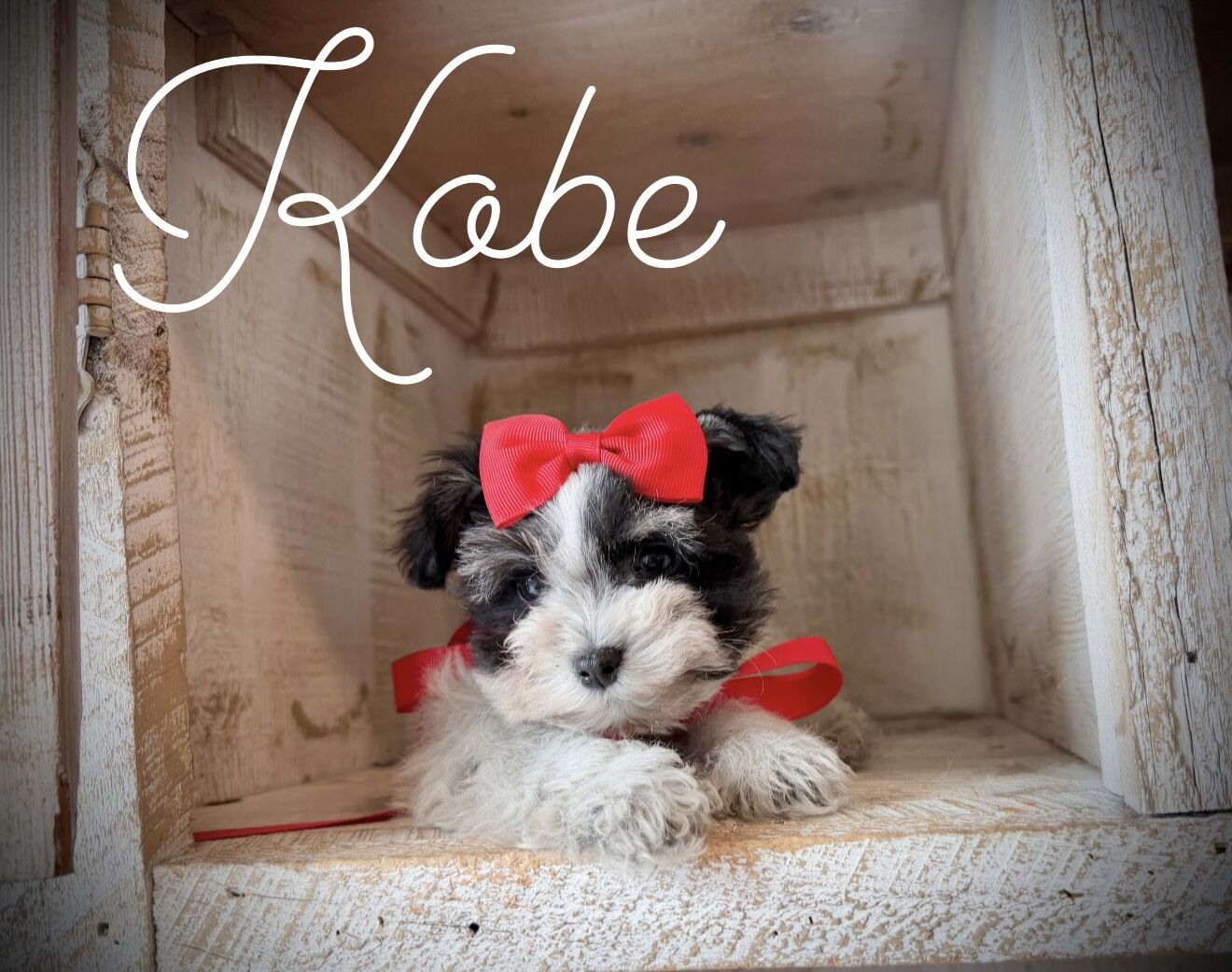 Teeny AKC teacup/small toy schnauzer puppies