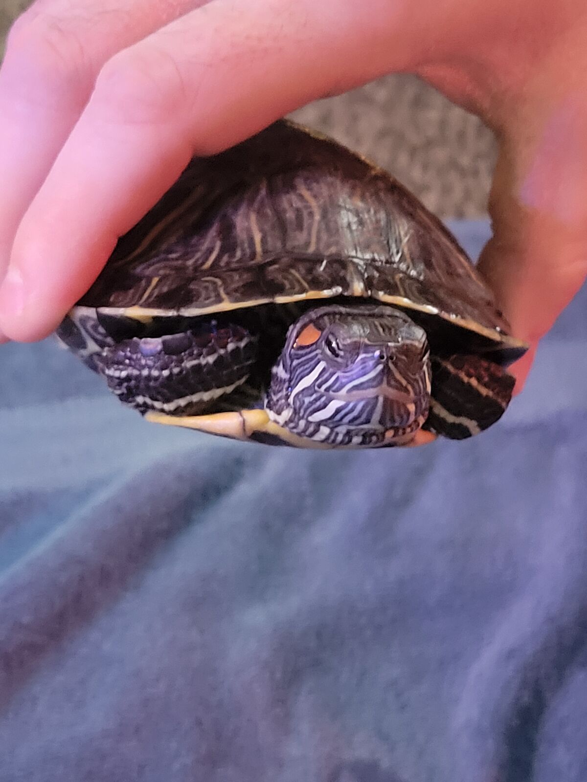 Female Red Eared Slider Turtle